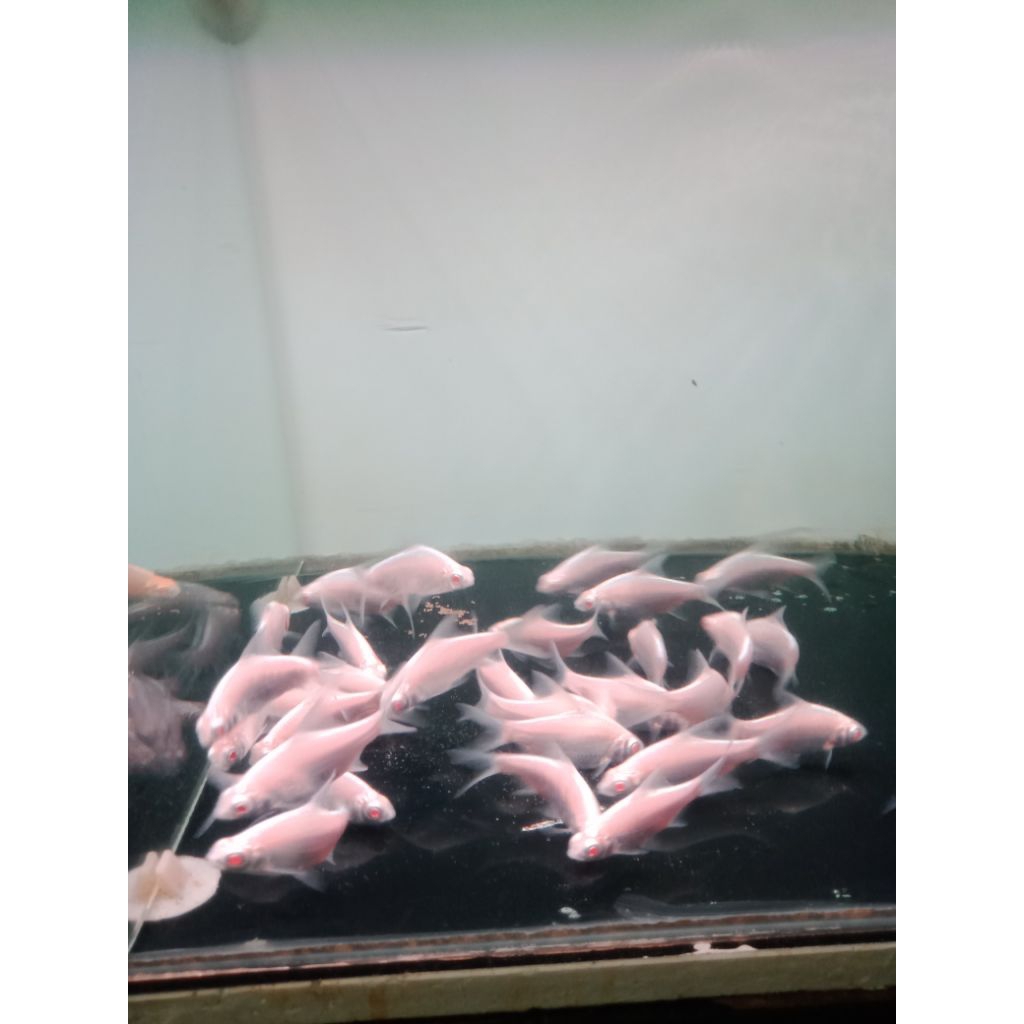 ikan tankmate kaviat platinum mata merah