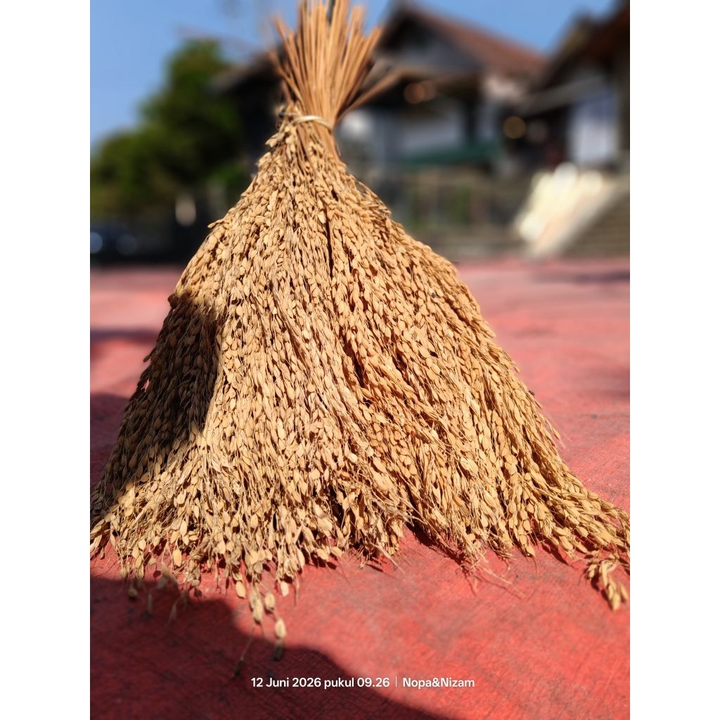 bibit padi tangkai kering padi rangeuy, padi endan