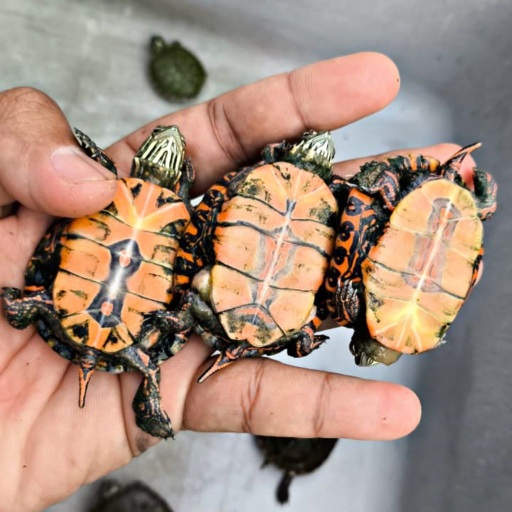 Makanan Pakan Pelet Ikan Kura Kura Picta Picta Painted Turtle Ukuran 6cm Mainan Anak Hiasan Aquarium