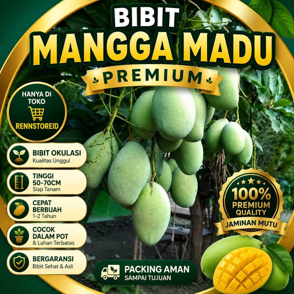 BIBIT MANGGA MANALAGI SUPER HASIL OKULASI