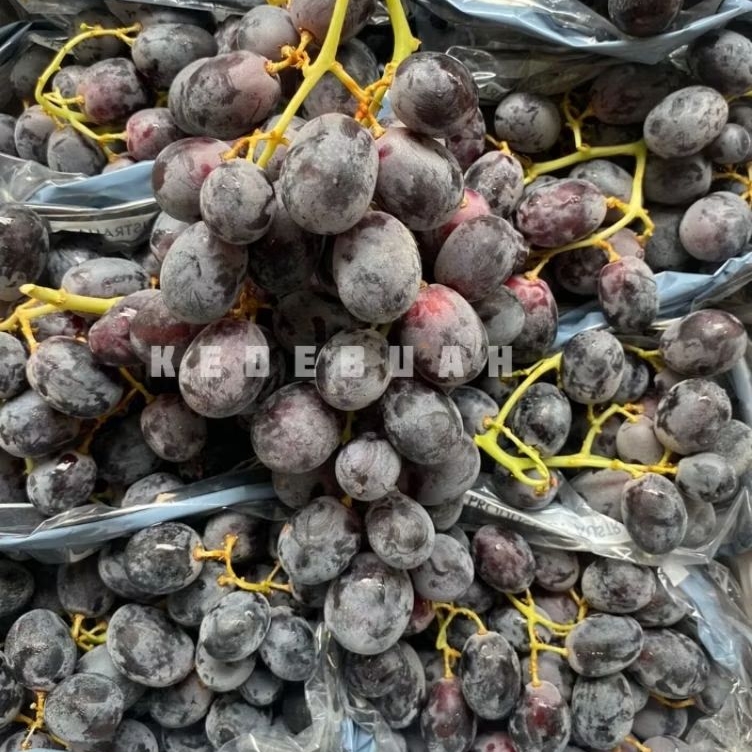Anggur Autumn Royal Chili