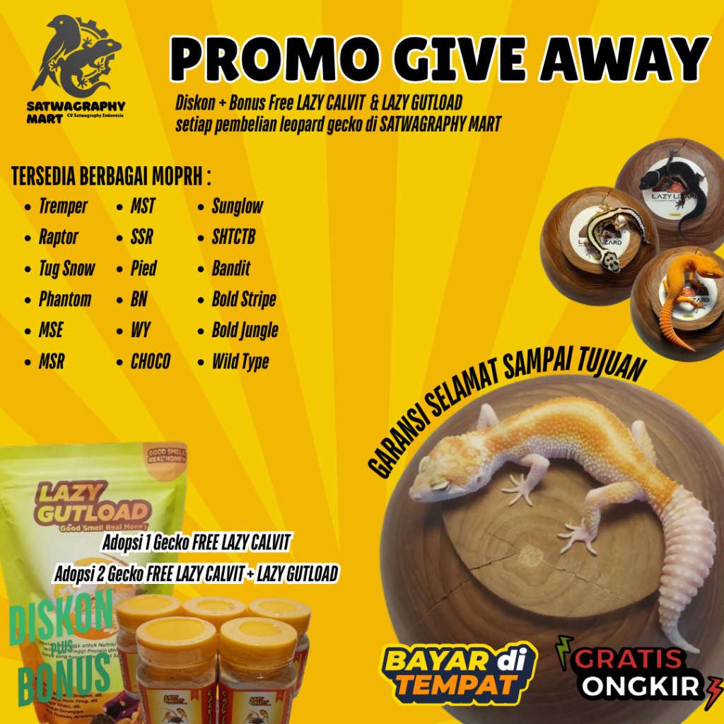 Mainan Anak Leopard Gecko Premium Murah Berbagai Warna dan Morph