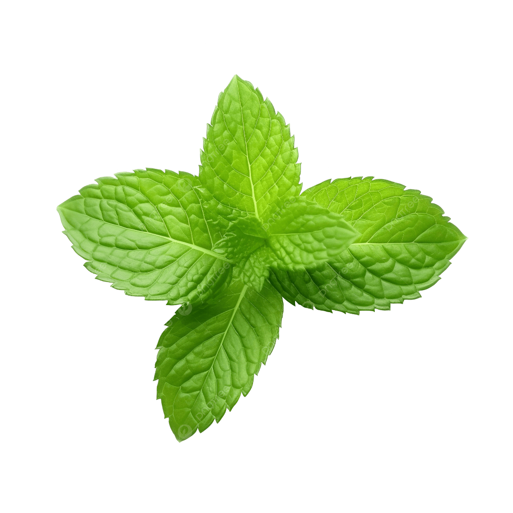 Daun mint, peppermint, daun mint segar