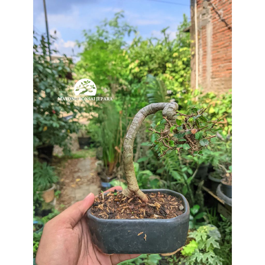 Bonsai mame ulmus micro bunjin