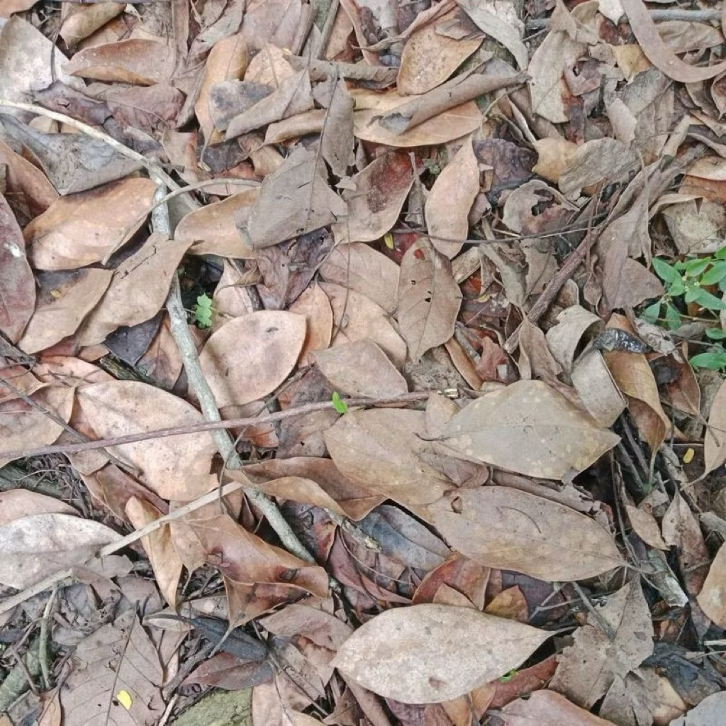 Daun Kering Untuk Campuran Kompos 500 gram