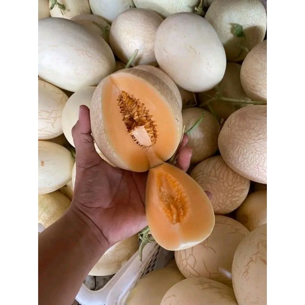 MELON SWEETNET GRADE A /Melon/Buah Melon/Buah Impor/Buah Premium