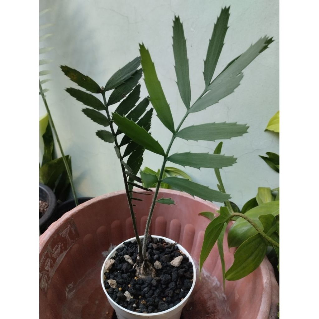 Tanaman Purba Encephalartos Nubimontanus