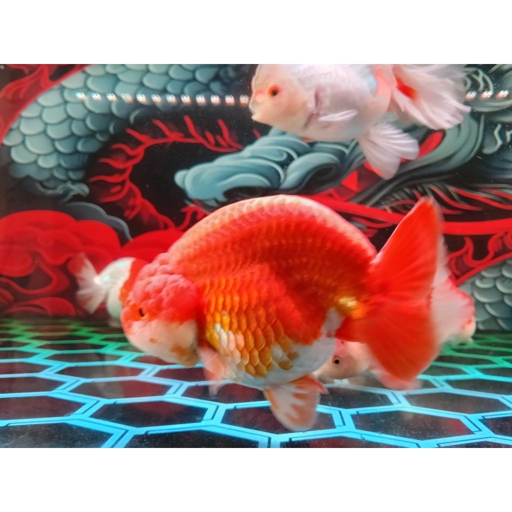 ranchu + Oranda impor dari thailand