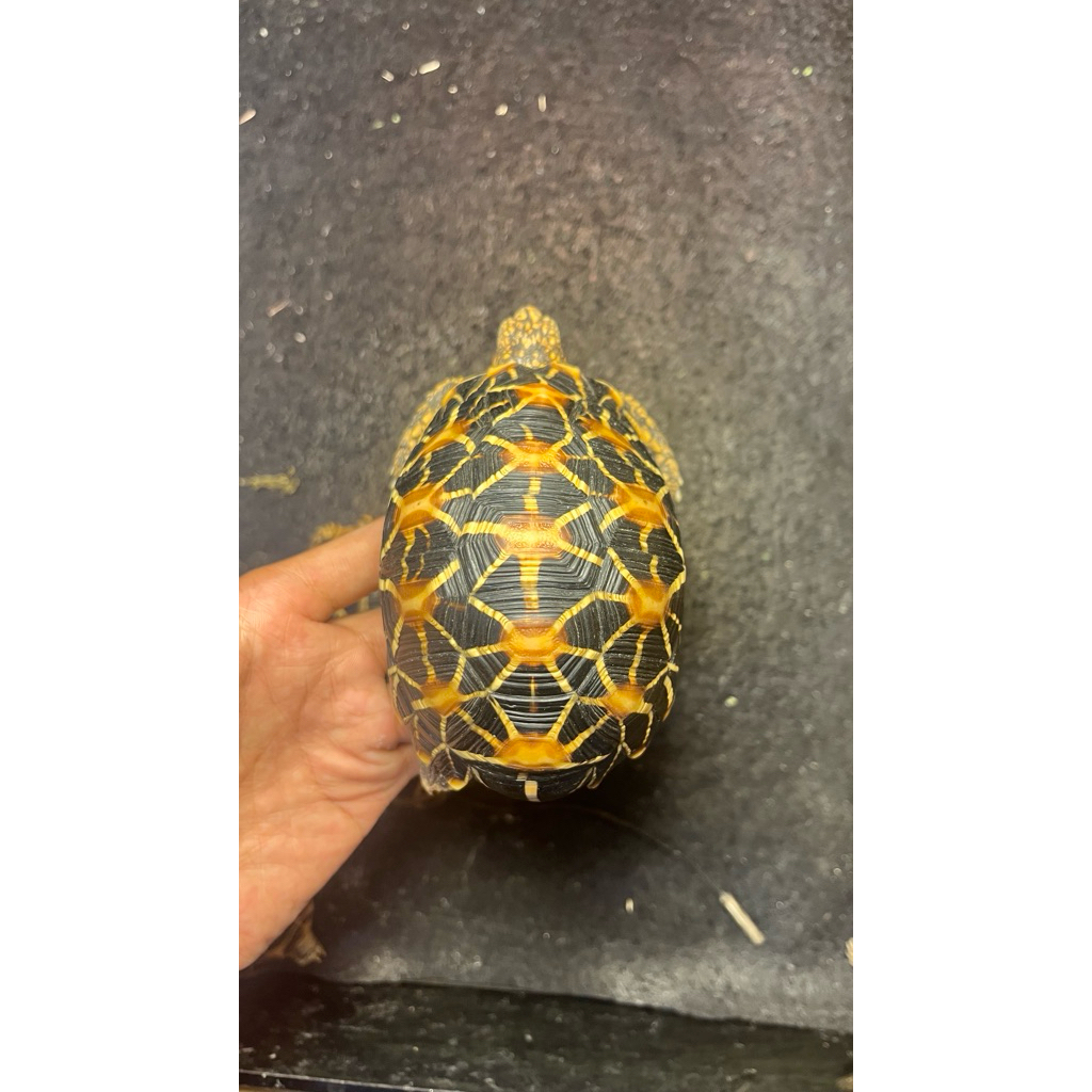 pelet indian star Jntan 10cm