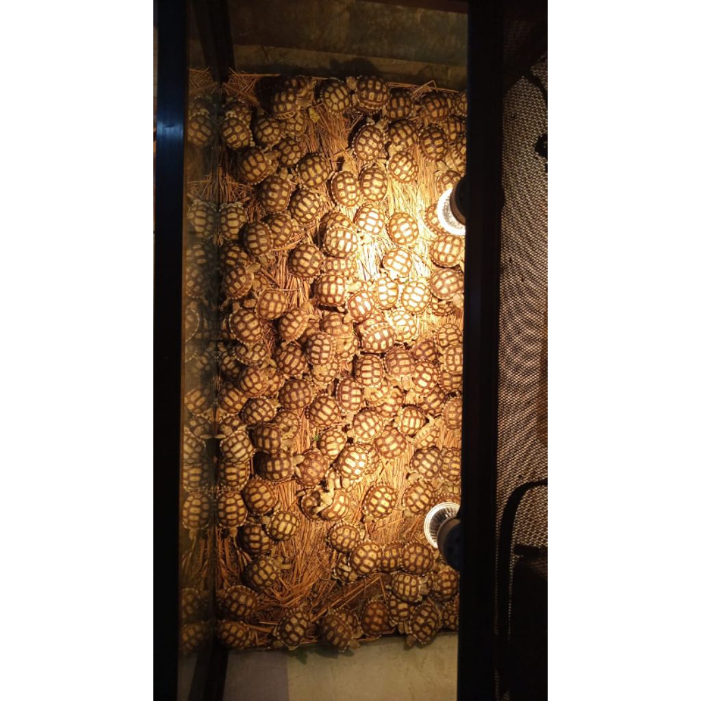 pelet sulcata baby 5-6cm cakep