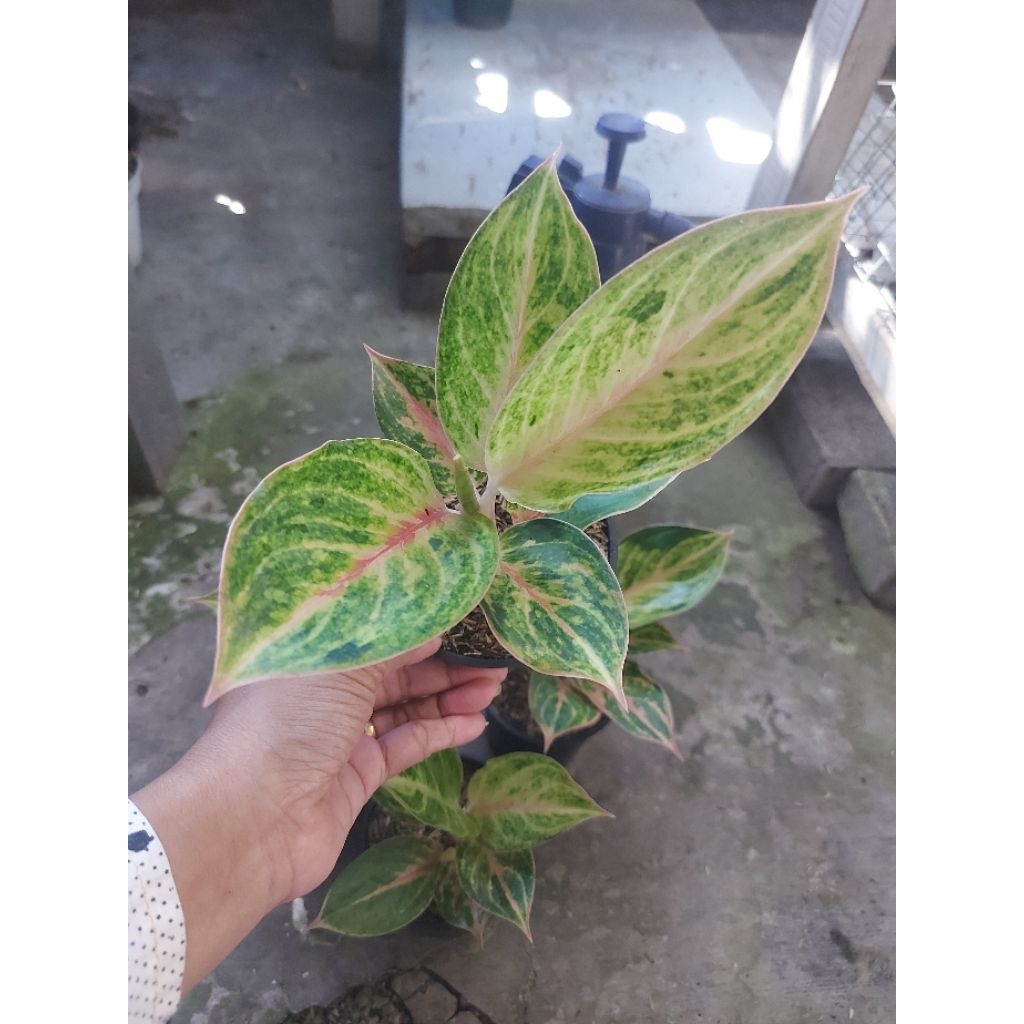 Aglonema Mekarsari
