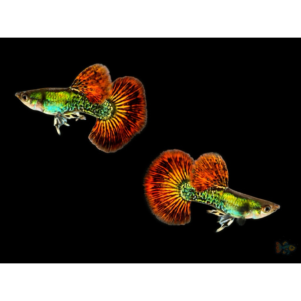 Hiasan Aquarium-Guppy Platinum Red Dragon