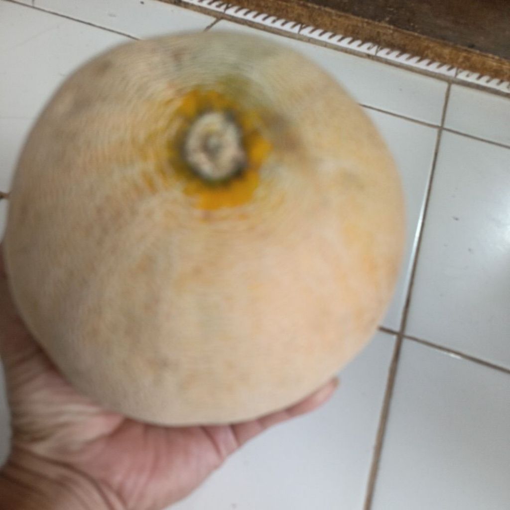 melon madu