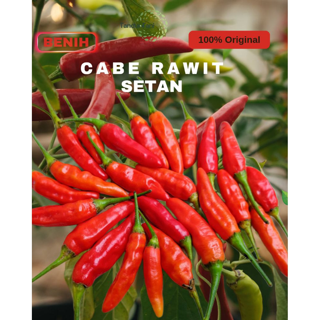 Benih bibit cabe rawit setan (2000 butir) Benih cabe rawit setan unggul