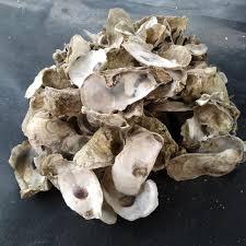 Oyster 5 kg karungan / oyster 5kg / oyster / media filter / kerang oyster / media filter koi / filte