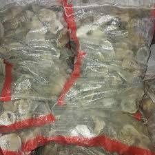 Oyster 10 kg plus karung / oyster 5kg / oyster / media filter / kerang oyster / media filter koi / f