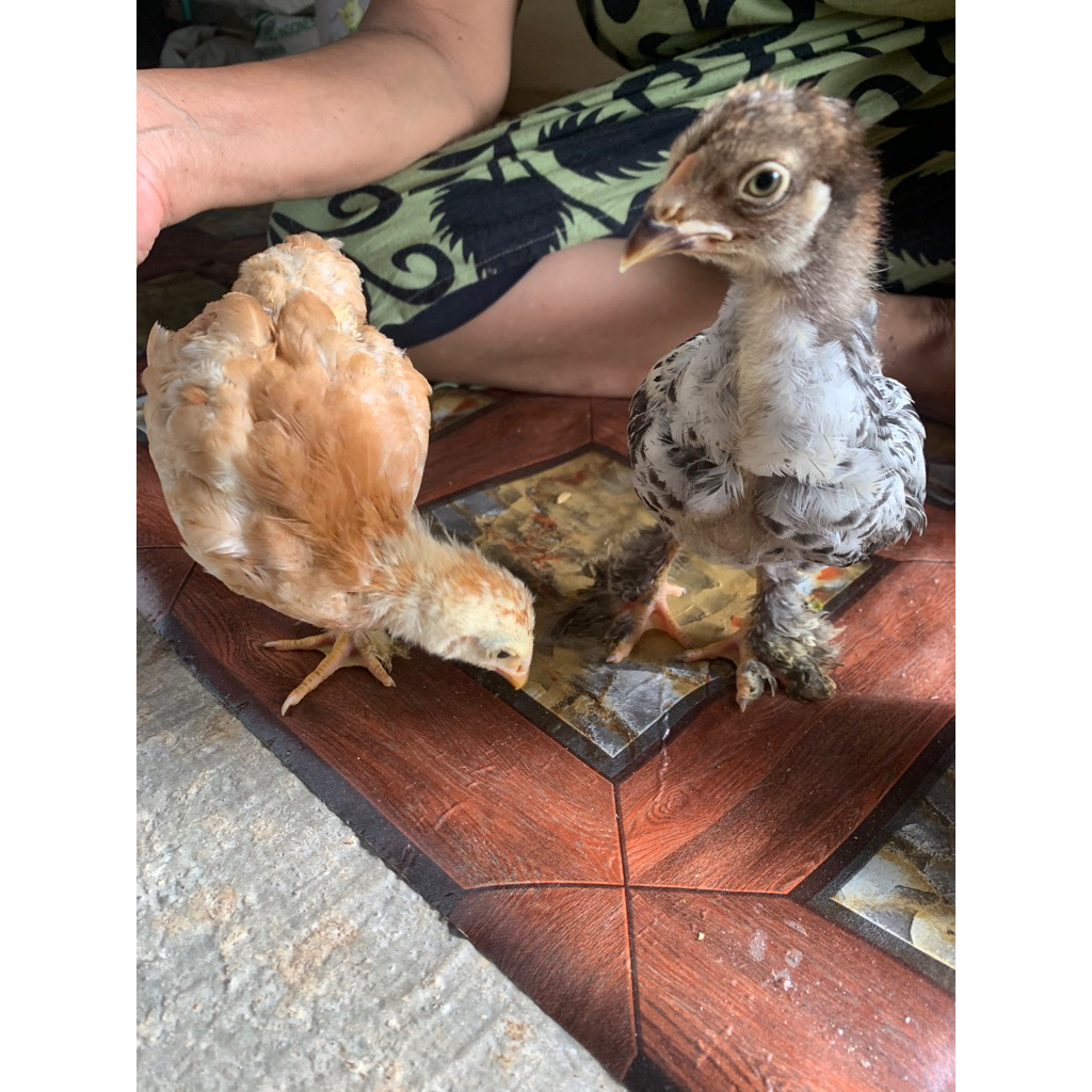 Ayam Brahma 2 ekor atau sepasang