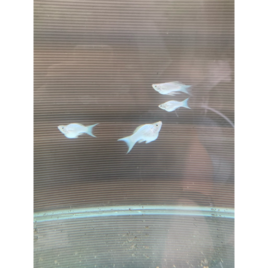 Ikan Molly Balon Platinum Cawang - Sepasang Indukan