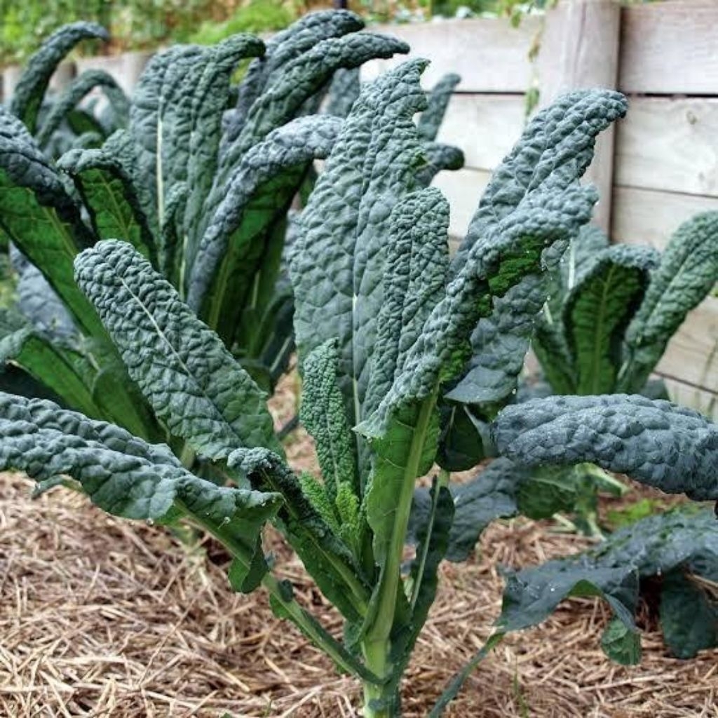 tanaman sayur kale nero