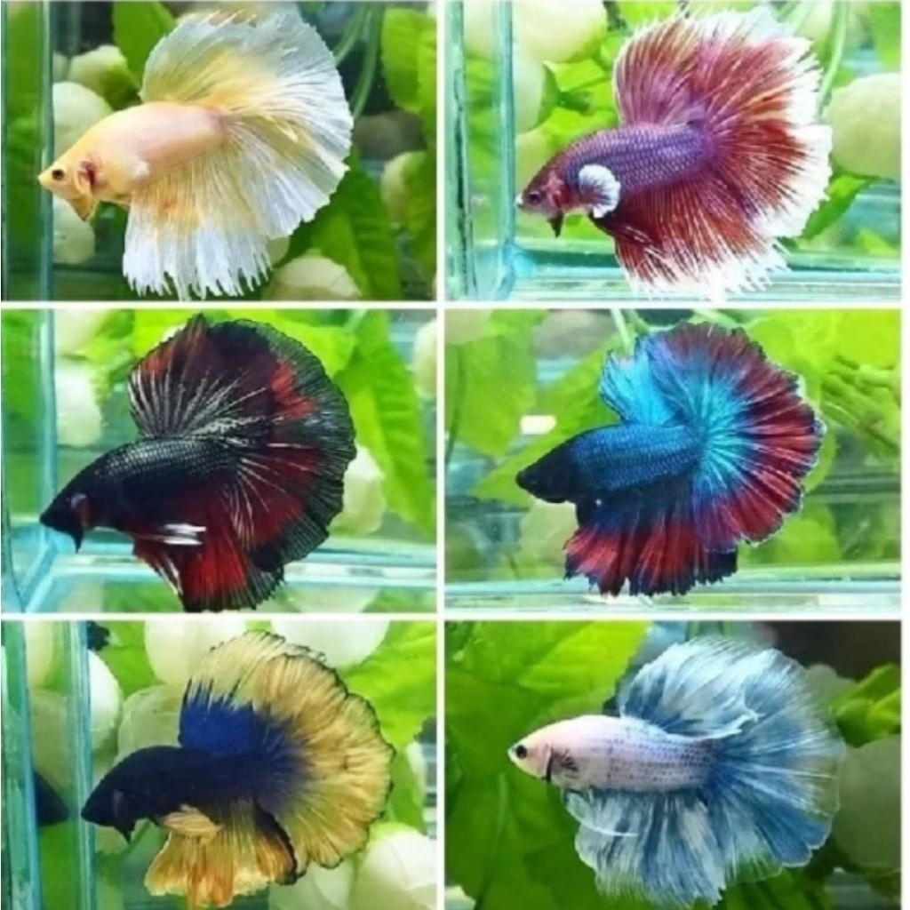 Hiasan aquarium Halfmoon giant super XL jantan