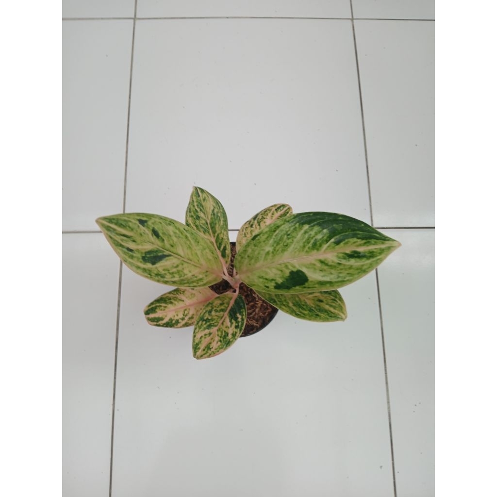 Aglaonema Obama remaja