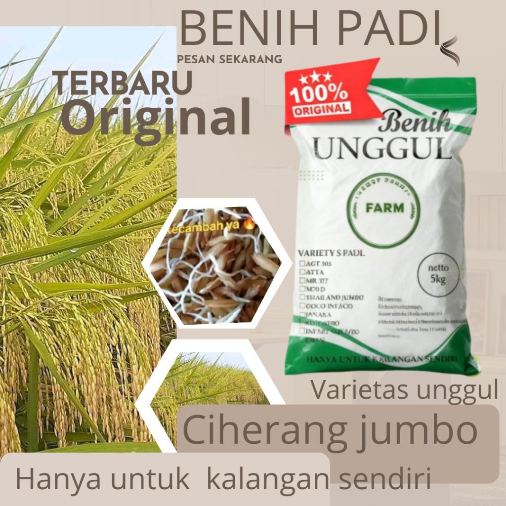 benih padi ciherang jumbo 5kg