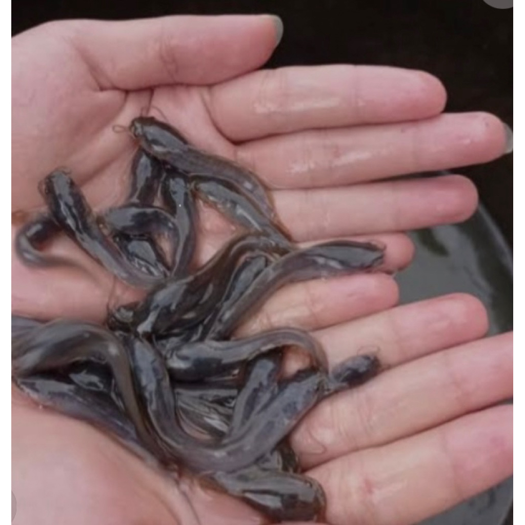 paket bibit ikan lele ukuran 6-7 1000 ekor