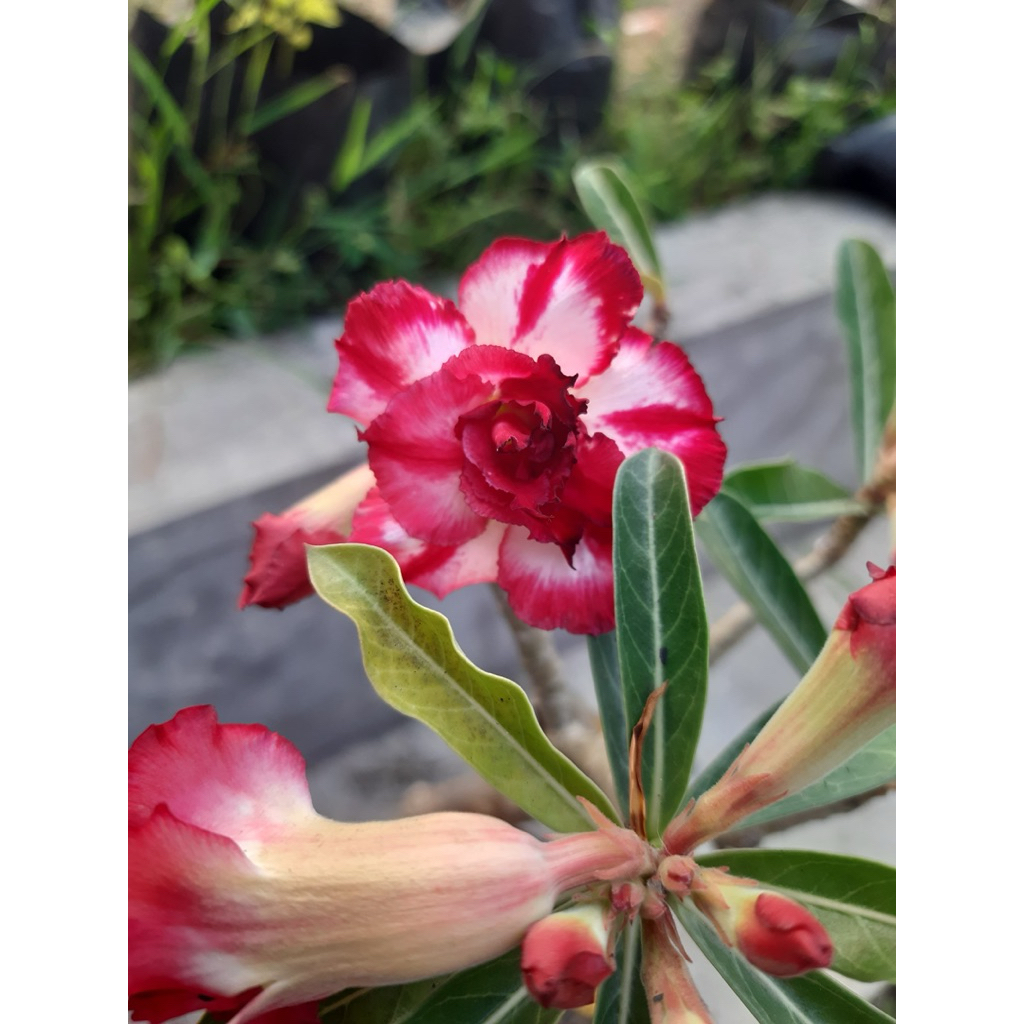 Adenium PMK + Pot + Media Tanam