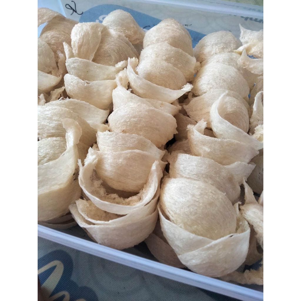 patahan sarang burung walet
