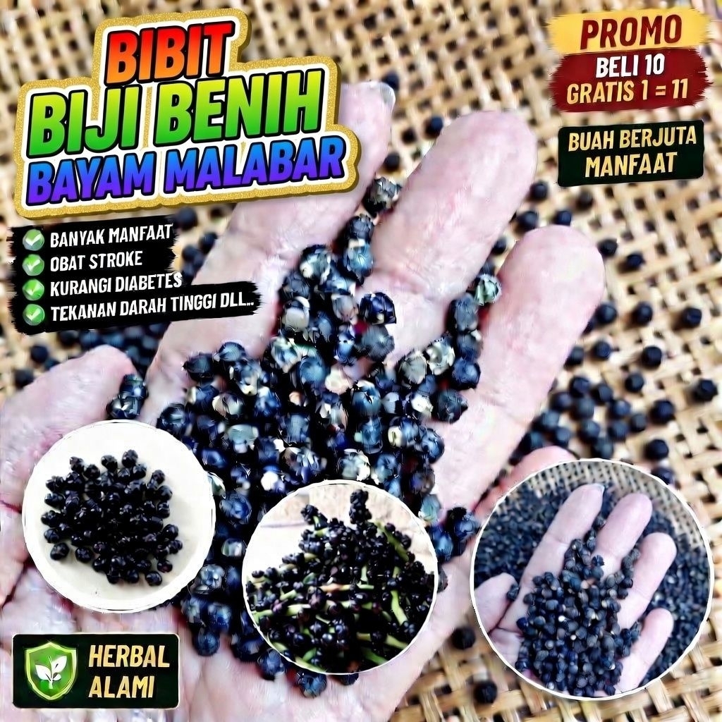 BIJI BENIH BAYAM MALABAR