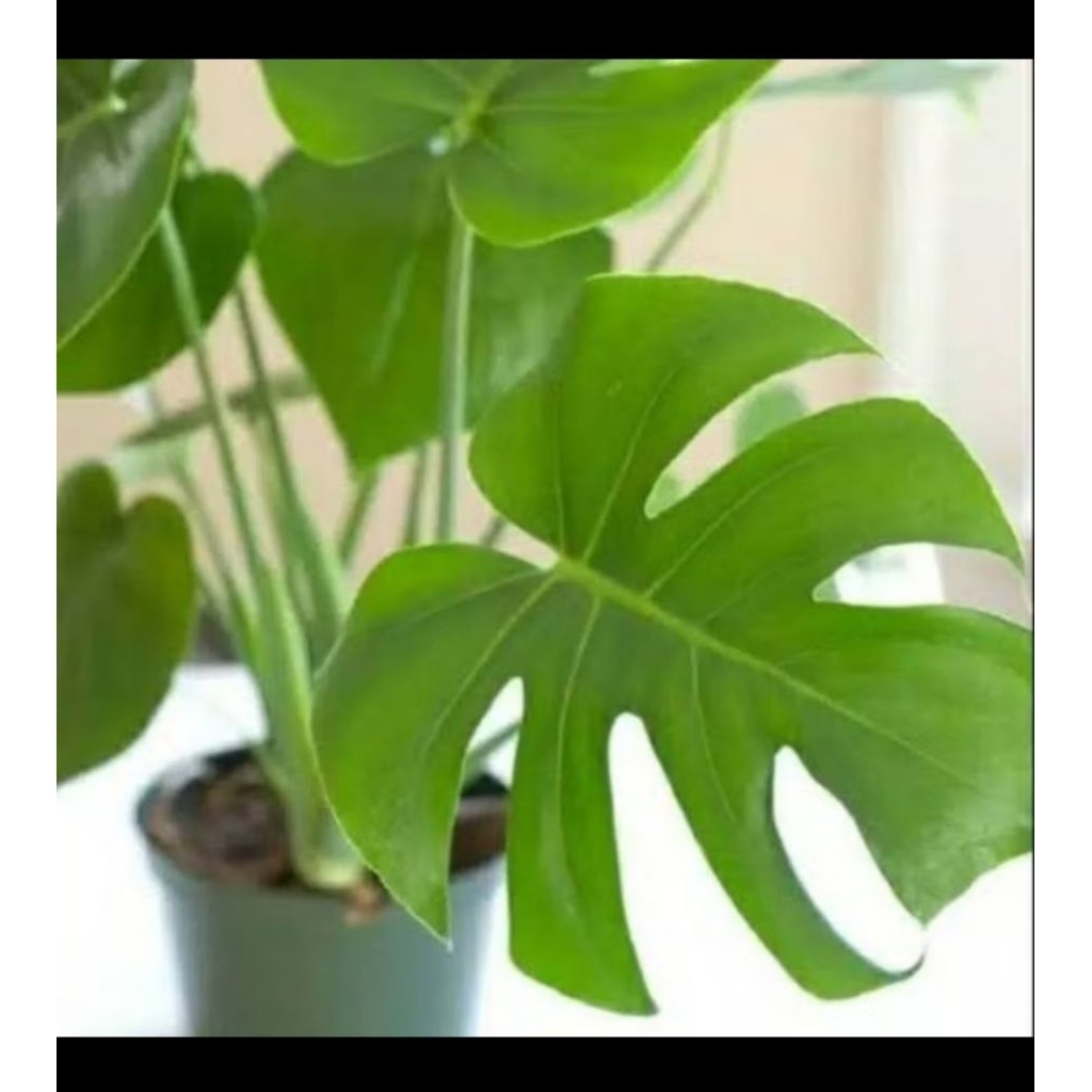 monstera borsigiana, monstera brazilian