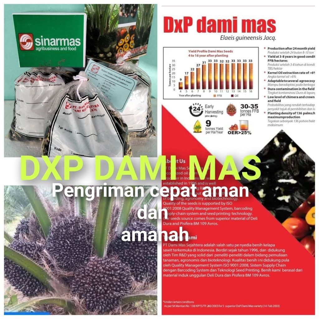 Bibit Benih Kecambah Sawit DXP DAMI MAS SEJAHTERA (250 butir)