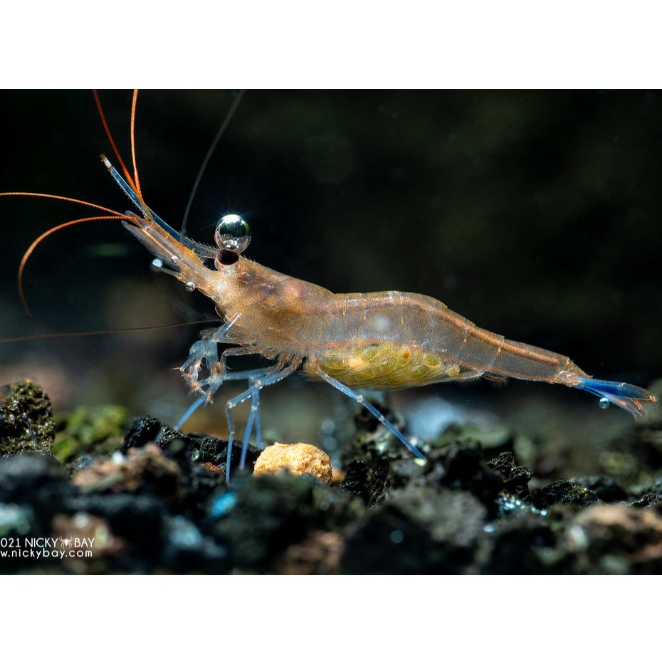 Udang Hias Blue Leg Poso Sulawesi