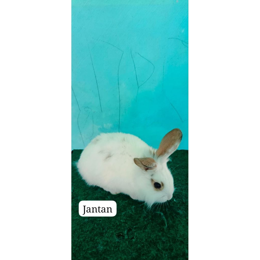 lokal kelinci