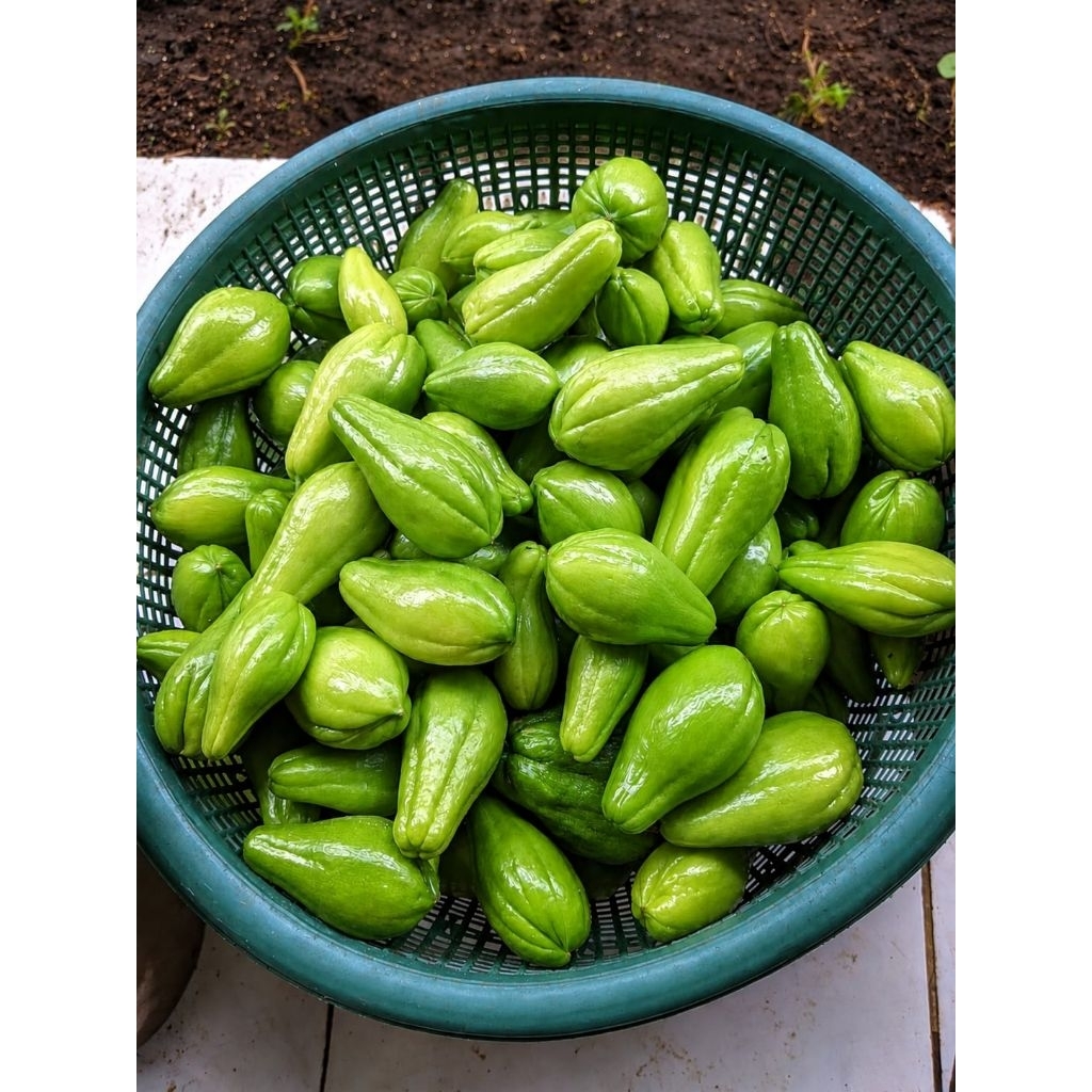 Labu Siam Baby Fresh 500grm, 1kg (Isi 10–20 pcs) – Mini, Segar Langsung dari Kebun