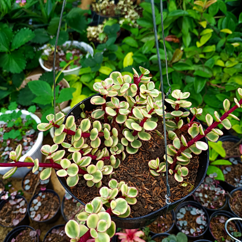 Sukulen Portulacaria Afra Variegata