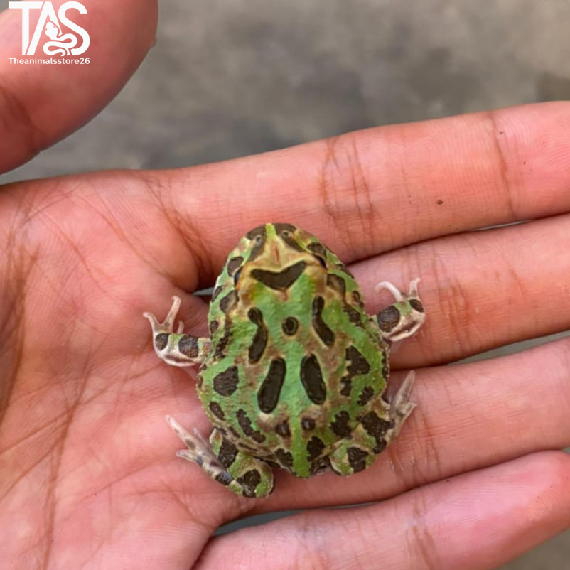 Pacman Frog Camouflage