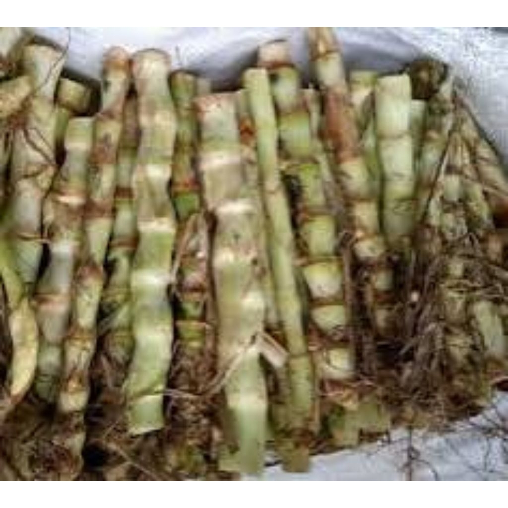 Bibit Rumput Odot Super 1 kg - Tinggi 2-2,5 Meter, Mudah Dikembangbiakkan, Cocok untuk Lahan Kering 