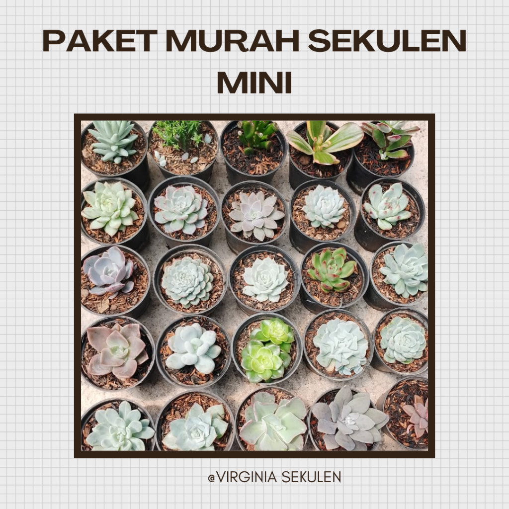 PAKET SEKULEN MINI / VIRGINIA SEKULEN