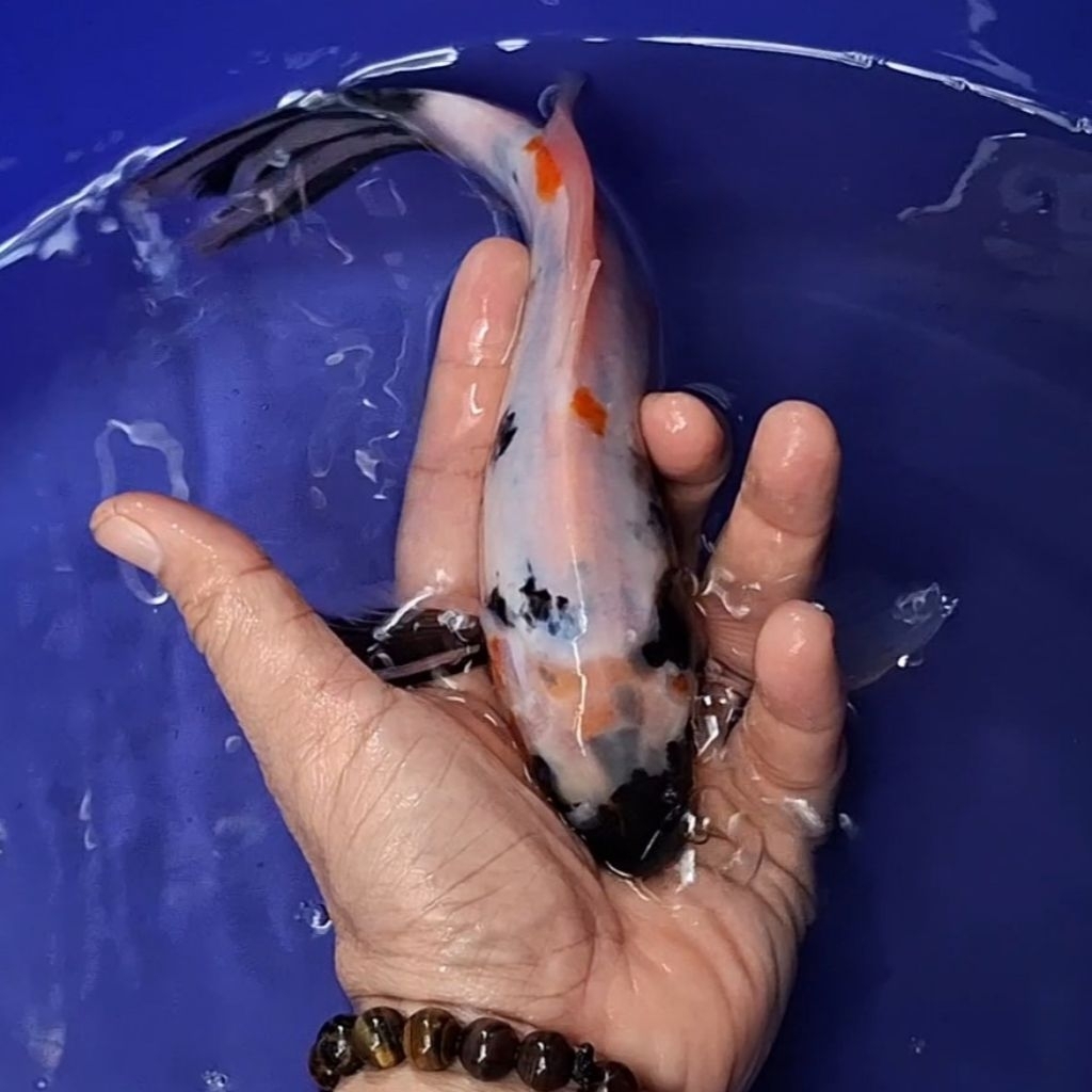 Ikan Koi Blitar Jenis Kumpay, Slayer / Rumah Koi Jakarta / kode 003