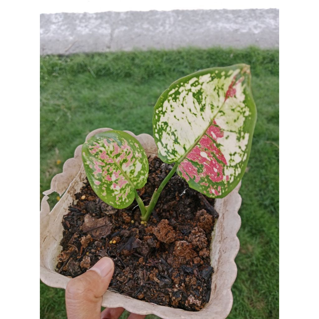 aglonema tri colour
