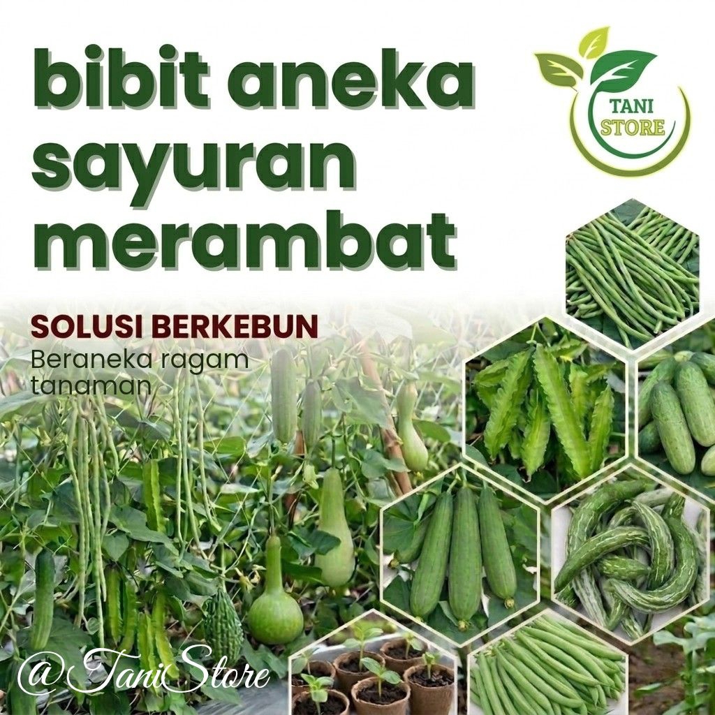 Bibit Benih Aneka Sayuran Merambat Benih Unggul Mudah Dibudidayakan_sayuran tanaman_kacang panjang_b
