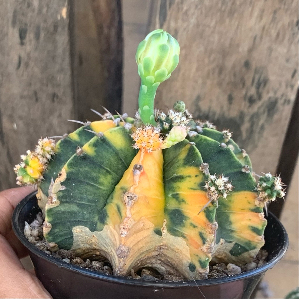 vl91 gymno lb var gymnocalycium mihanovichii mihanovichi varigata kaktus tanaman hidup hias gurun ju