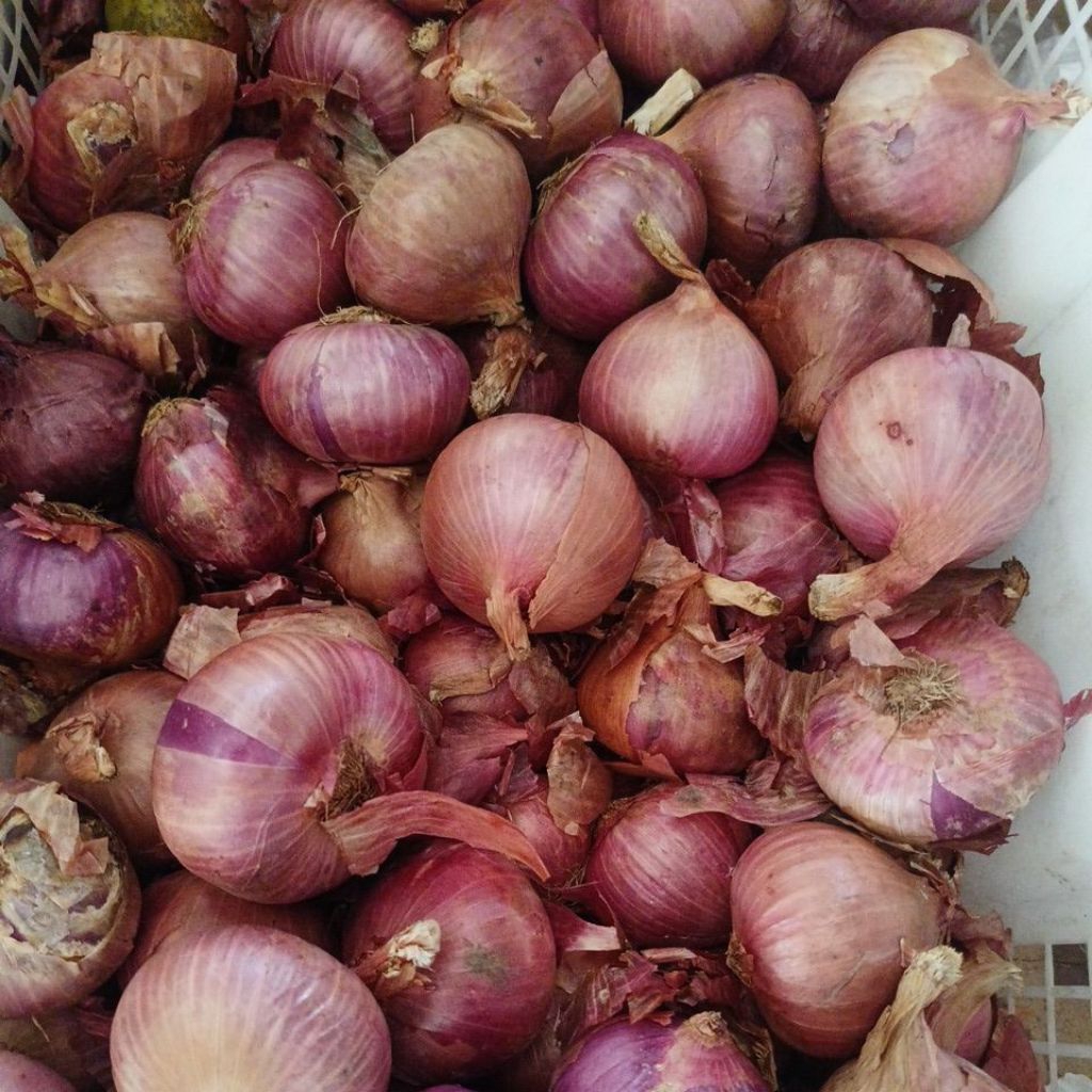 bawang merah india