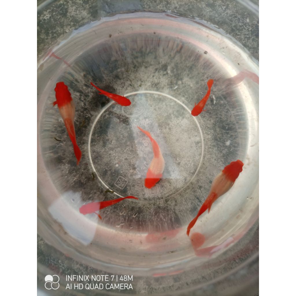 hiasan Guppy albino koi gen red ear (size indukan)