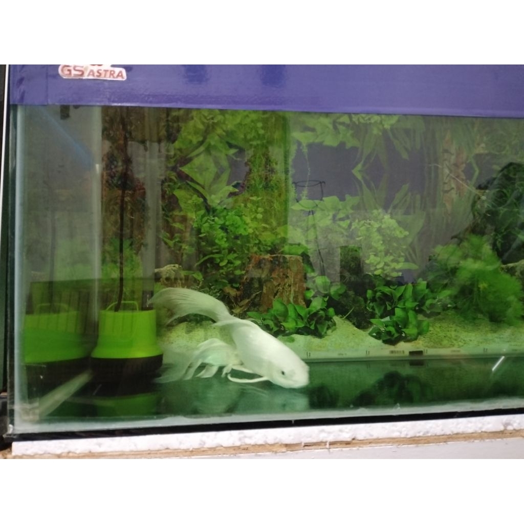 ikan koi slayer platinum