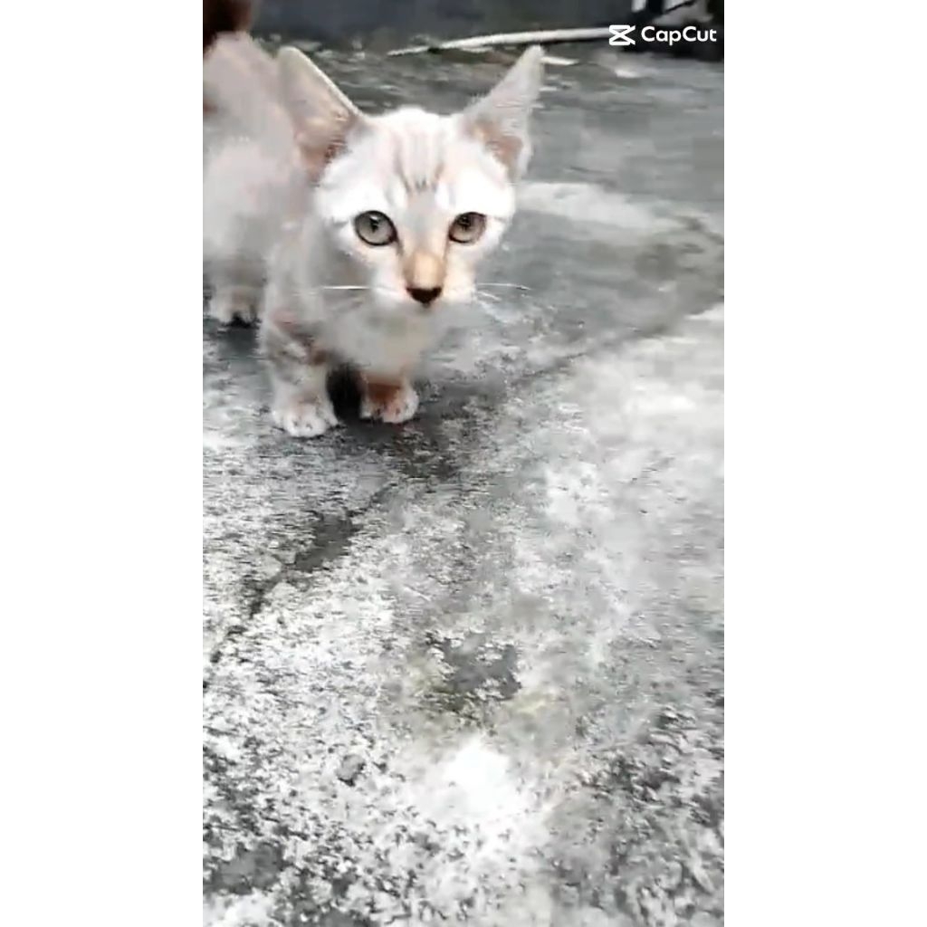 kucing cebol munckhin top standart bengal mix gaelic 3 bulan