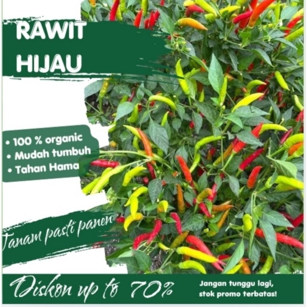 Benih Cabe Rawit Hijau F1 Hibrida