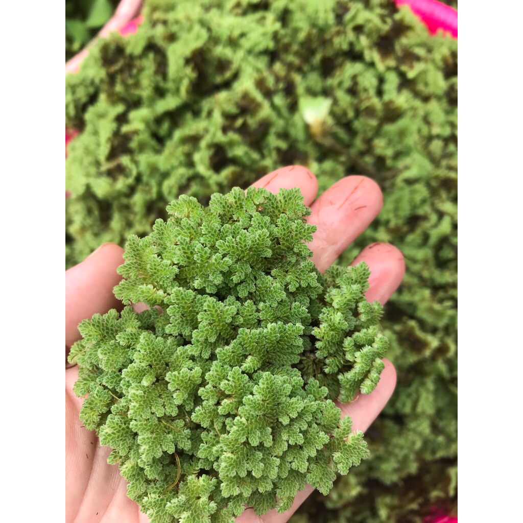 BIBIT AZOLLA SUPER 500 gram azolla pakan ikan azolla pakan ternak azolla bwi azolla banyuwangi
