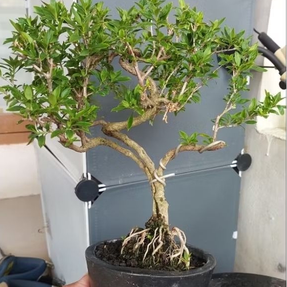 Bonsai Melati Jepang - Hiasan - Tanaman Hidup